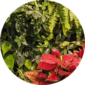 HyGro®Wall, live green wall structure & system