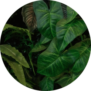 HyGro®Preserve, green wall of preserved plants​