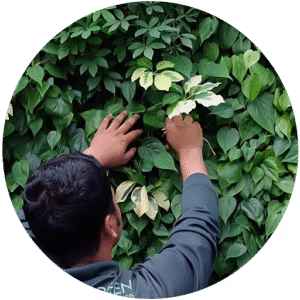 Greenery Maintenance