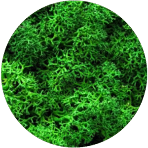 Nature Green Moss