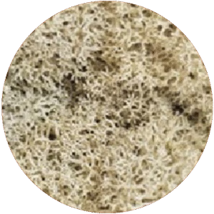 Moss Cream
