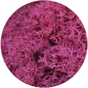 Moss Fuchsia