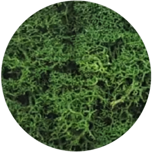 Leaf Green Moss