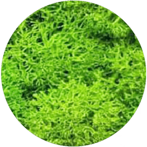 Lemon Green Moss