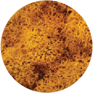 Moss Marigold