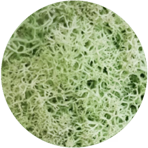 Mint Green Moss