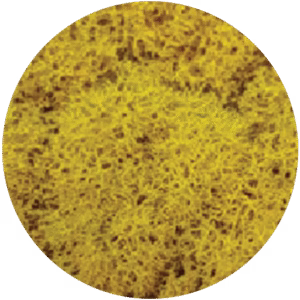 Moss Yellow