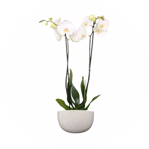 HyGro®Pot