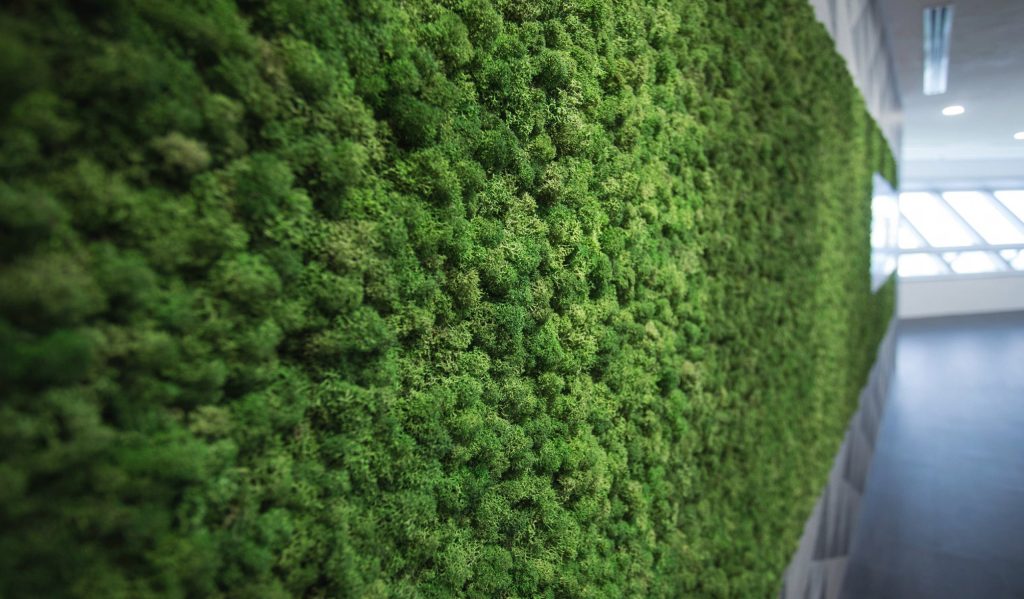 HyGroMoss