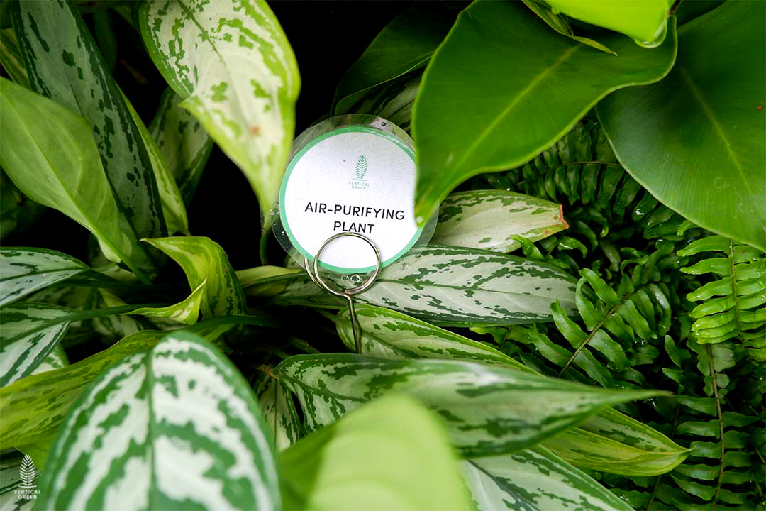 Air Purifying