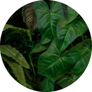 HyGro®Preserve, green wall of preserved plants​