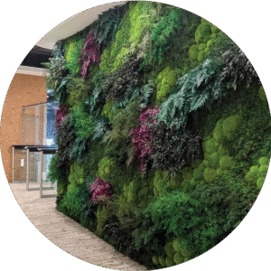 Moss Wall Preserved Wall Singapore Malaysia Philippines Office Design Interior Design Vertical Green
